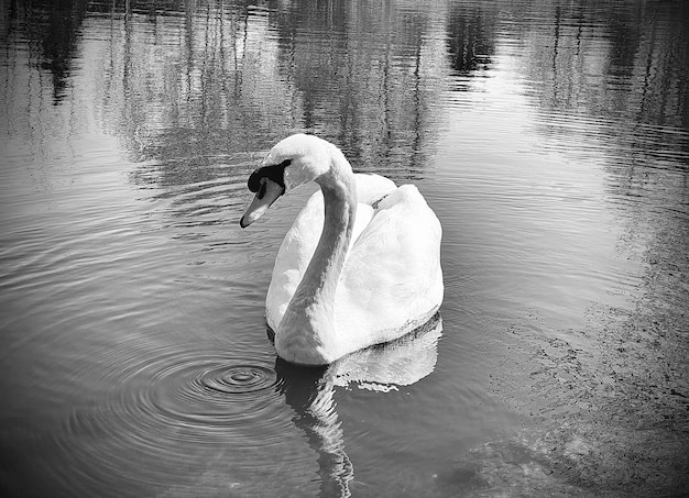 Foto il cigno che galleggia sul lago