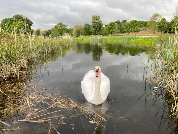 Foto il cigno che galleggia sul lago