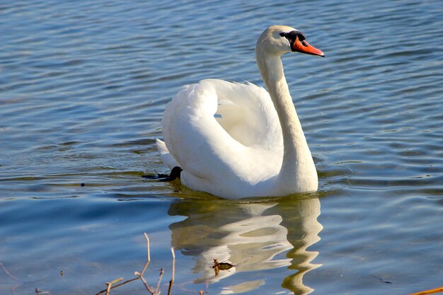 Swan floating on lake