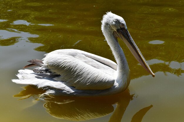 Swan floating on lake