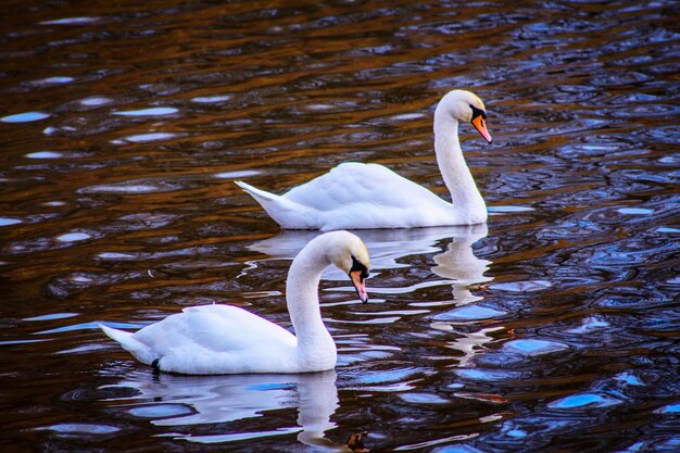 Swan floating on lake