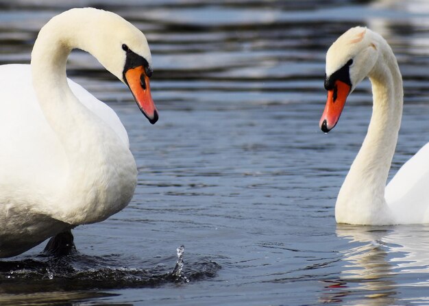 Foto il cigno che galleggia sul lago