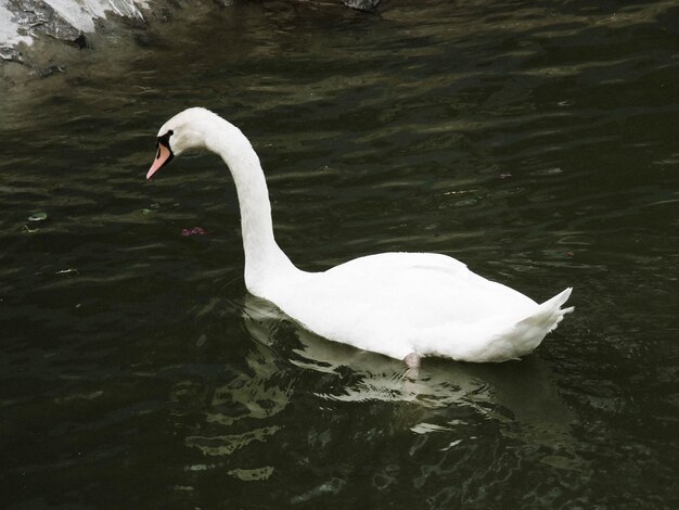 Swan floating on lake