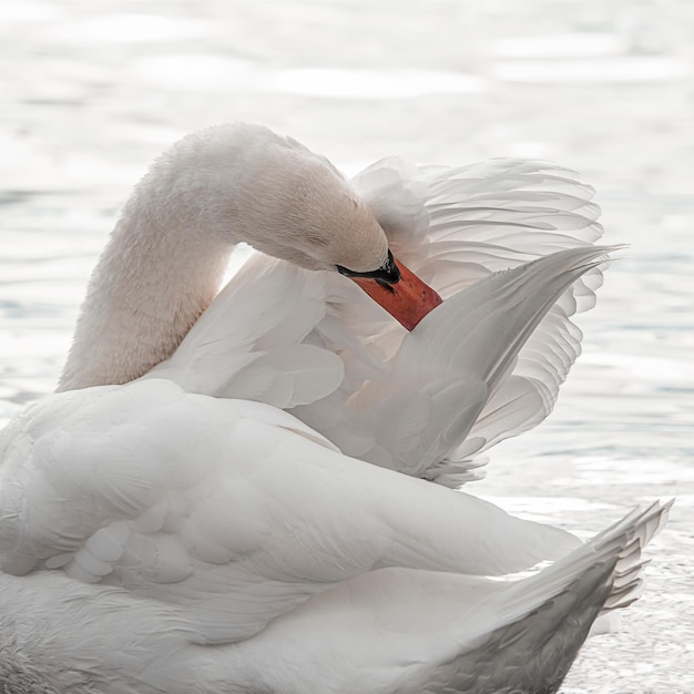 Foto il cigno che galleggia su un lago