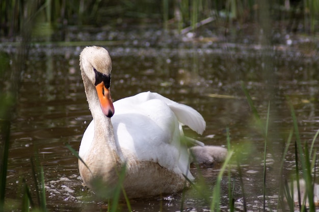 Photo swan floating on lake