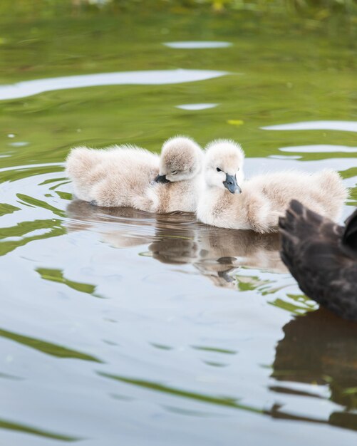 Photo swan floating on lake