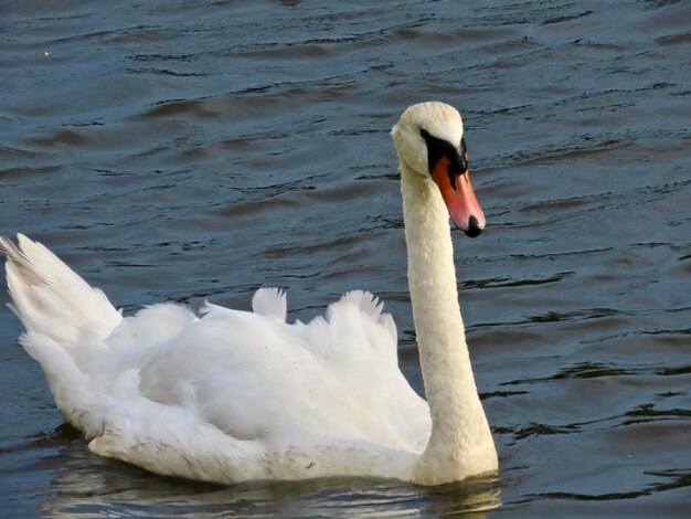 Swan floating on lake