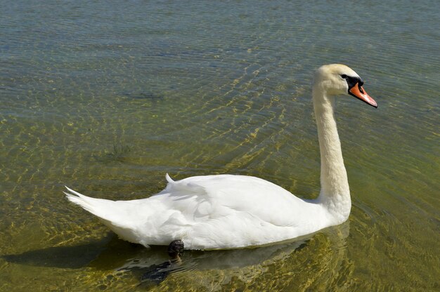 Swan floating on lake