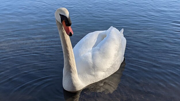 Swan floating on lake