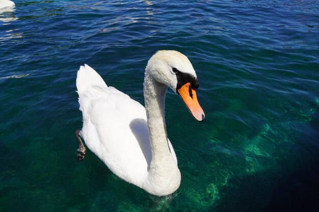 Swan floating on lake