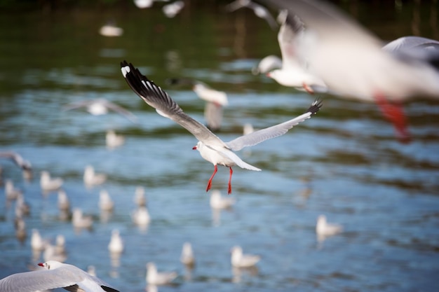 Foto il cigno che vola sul lago