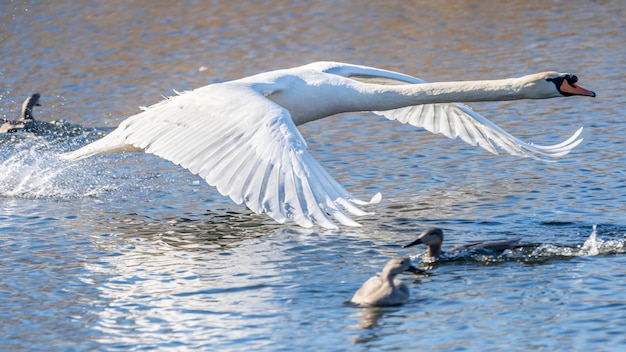 Swan flying in the Marshes of the Ampurdan.