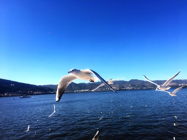 Swan flying over sea against clear blue sky