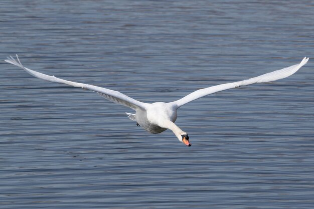 Photo swan flying over water