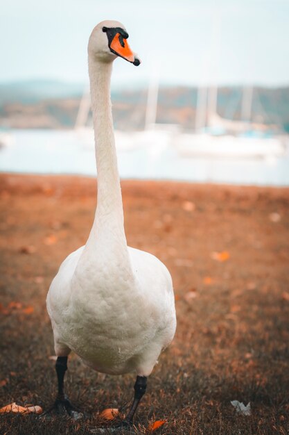 Swan in the foreground