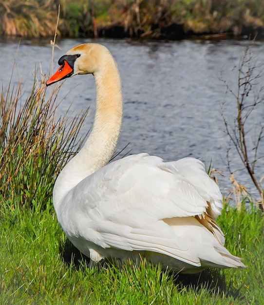 swan on grass against river