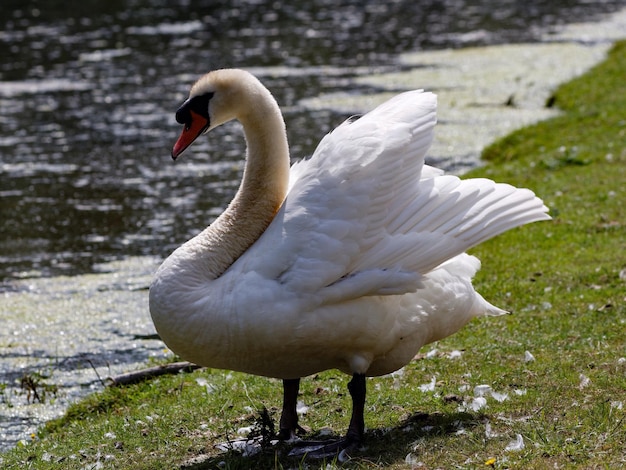 swan on grassy lakeshore