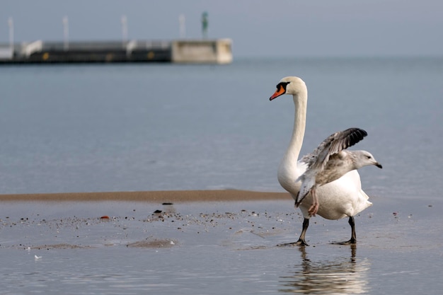 海の近くの野生の白鳥とセグロカモメ