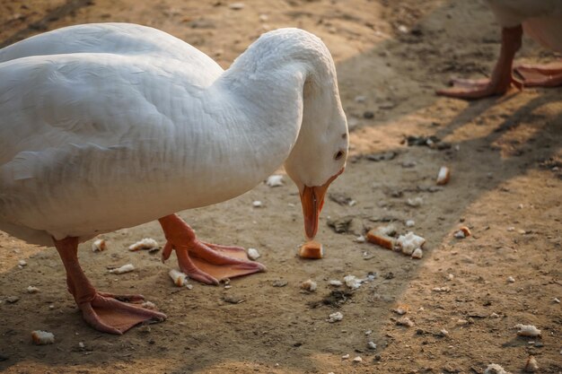 Swan image in Park High definition image