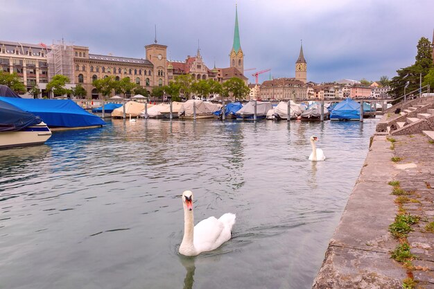 Swan in de rivier de Limmat en Fraumunster kerk in de oude stad van Zürich Zwitserland