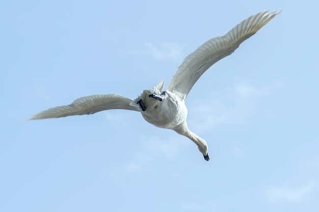 飛行中の白鳥青空（cygnus olor）