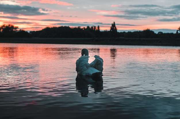 Фото Лебедь в озере на фоне неба во время захода солнца