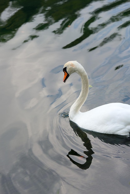 Swan is reflected in water