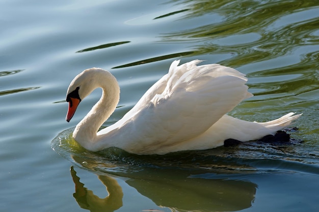 A swan is swimming in the water with the reflection of its wings.