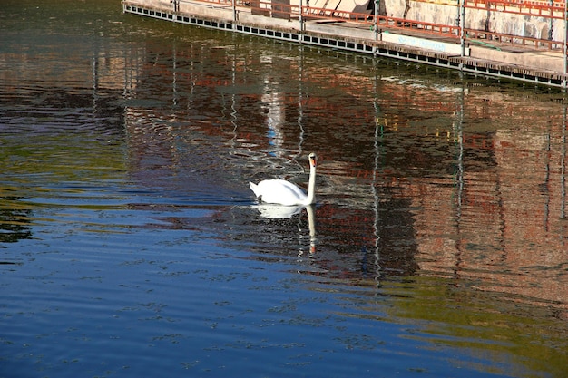 Swan in Kronborg castle Denmark North sea