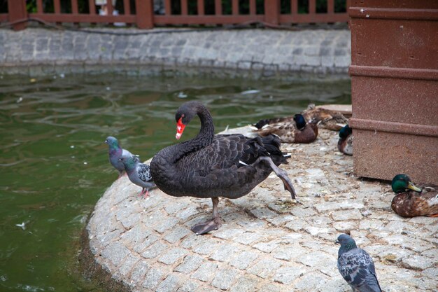 The swan in Kugulu Park - Ankara, Turkey