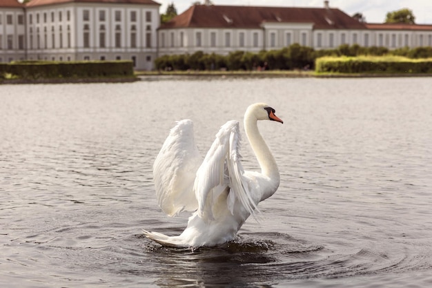 Swan on Lake by Nymphenburg Palace in Munich. White Swan on Water Lake.