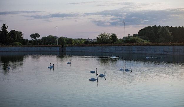 Swan Lake Silhouette of swans A flock of birds in the water