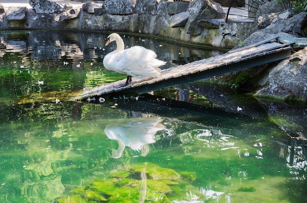 Vorontsovsky公園の白鳥の湖