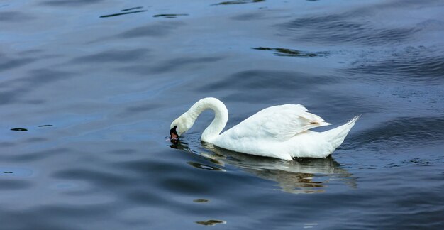 白鳥の湖の水の夏