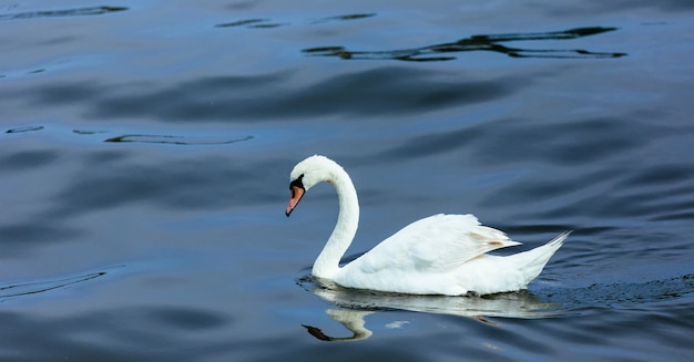 白鳥の湖の水の夏