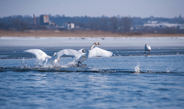 Swan at the lake waves wings .