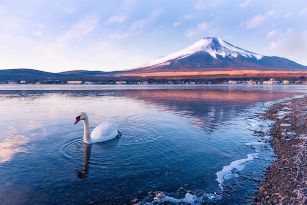 Swan in lake yamanaka with Mt.Fuji