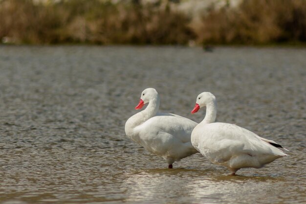 Foto il cigno sul lago