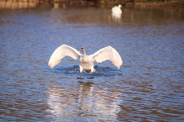 Swan in a lake