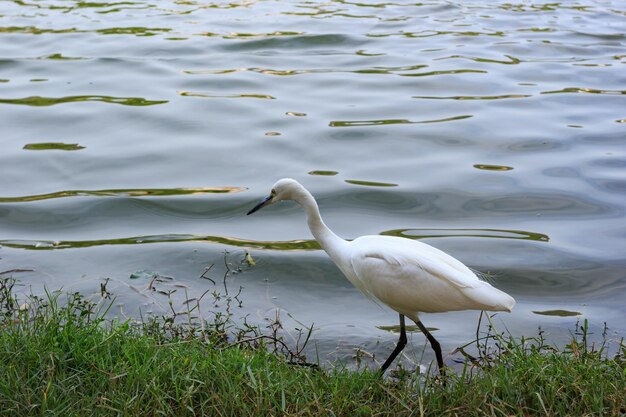 Swan on lake