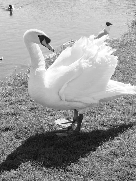 Swan on lake