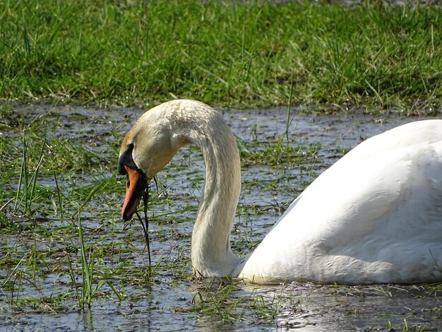 Swan in lake