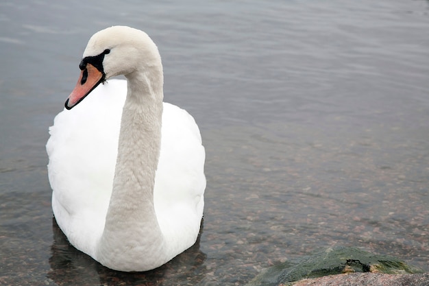 Swan in lake