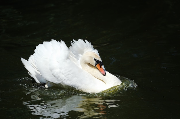 Swan in lake