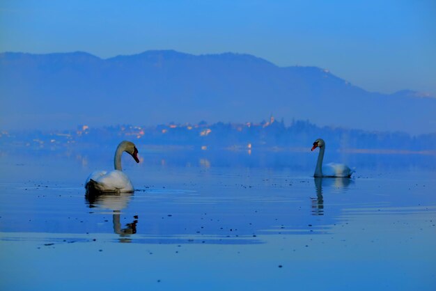 Swan lakecomabbio lake italy