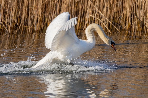 Swan landing in de moerassen van de Ampurdan.