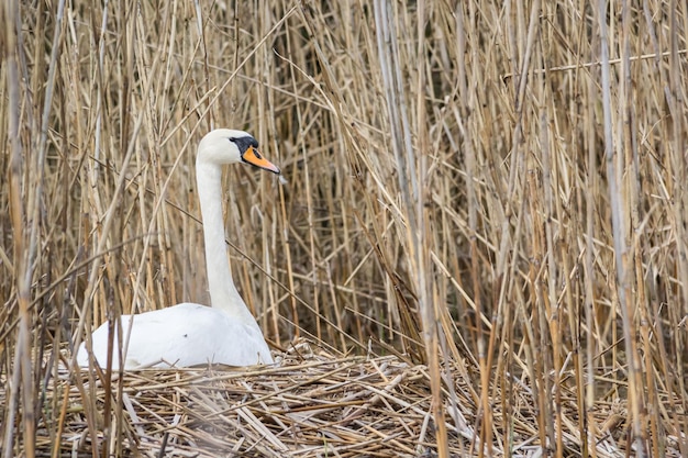 Swan lies in a nest surrounded by a cane