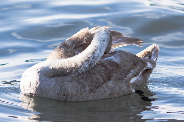 Фото Лебедь на голубой воде озера