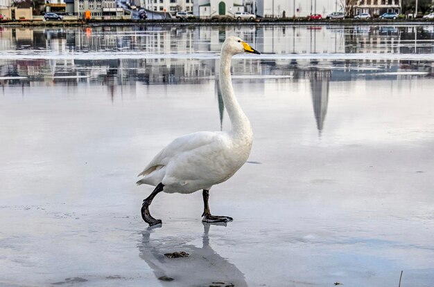 写真 レイクジャビック島のトヨルニン湖の氷の上にいる天<unk> (swan on the ice of lake tjornin in reykjavik, iceland)