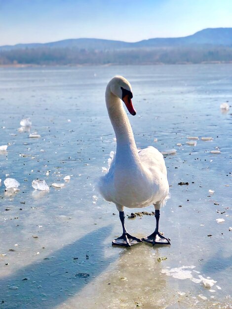 Swan perching on shore